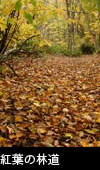 落ち葉の林道 画像 紅葉黄葉の森林 無料写真素材