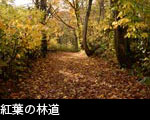 落ち葉の森 紅葉黄葉 森林 フリー写真素材