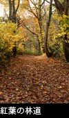  落ち葉の森　紅葉の森 紅葉の林道　フリー写真素材