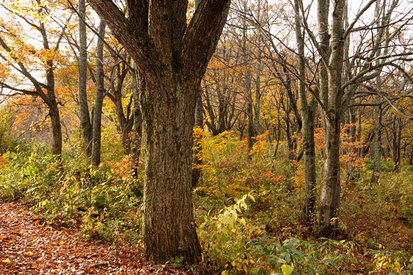 秋 山地 ミズナラの森 ミズナラの幹 紅葉 黄葉の森 画像1 無料写真素材
