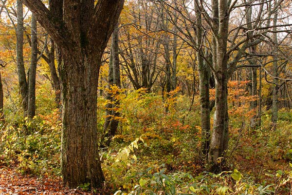 秋 ミズナラの森林 ドングリの木 紅葉 黄葉の森 画像2 フリー写真素材