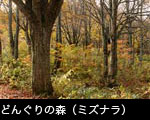 どんぐりの森（ミズナラの森）森林の紅葉黄葉 無料写真素材