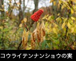秋の森林コウライナンテンショウ 赤い実 フリー写真素材