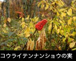 秋コウライナンテンショウの赤い実 写真 画像 フリー素材