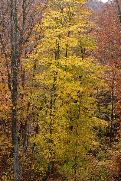 イタヤカエデの黄葉 秋 山地 落葉高木樹 画像1 フリー写真素材