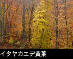 イタヤカエデ黄葉 森林の紅葉黄葉 無料写真素材 商用使用可