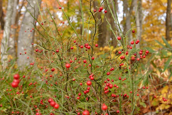 秋の森林　赤い実