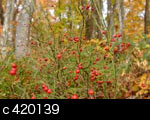 無料写真素材ストックフォト「木の実、草のみ」42-0138