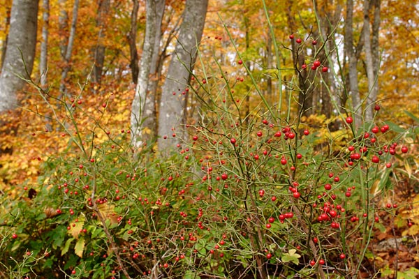 黄葉の森林と赤い実 画像2 フリー写真素材 