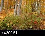 秋の森林　赤い実と紅葉 黄葉　無料写真素材