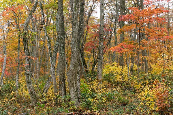 森林の紅葉風景 ミズナラ カエデ クロモジ 画像 無料写真素材