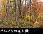ミズナラ どんぐりの森　森林の紅葉黄葉 無料写真素材