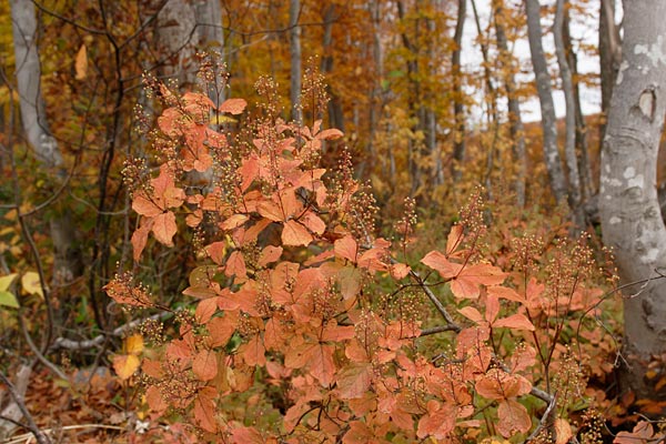 秋の色彩 画像 無料写真素材