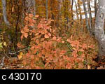 秋の森 紅葉 フリー写真素材