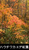 秋の森 紅葉 黄葉　ハウチワカエデ紅葉 無料写真素材