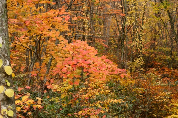秋の森林 彩りの競演 ハウチワカエデ 紅色 黄色 画像2 無料写真素材