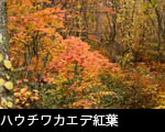 秋の森林 紅葉 黄葉　ハウチカエデ紅葉　フリー写真素材