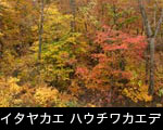 錦秋の森 イタヤカエデ黄葉 ハウチワカエデ紅葉 無料写真素材