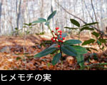 晩秋のブナ林ヒメモチの赤い実 無料写真素材