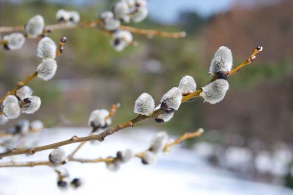 ネコヤナギ　残雪　春のイメージ　無料写真素材　画像7