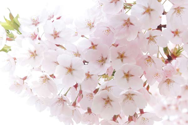 桜の花 　ソメイヨシノ　画像 　無料写真素材　