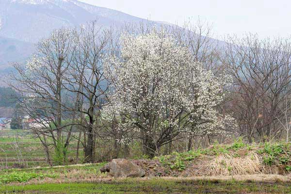 里山とコブシの花（田打ち桜） 無料 写真素材 画像 フリー素材