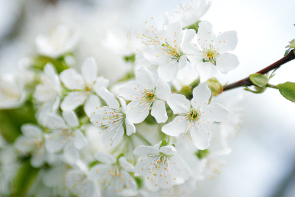 サクランボ 桜桃 の花 果樹の花 画像 無料写真素材 フリー 花ざかりの森