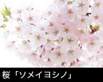 無料写真素材 桜の花　ソメイヨシノ 画像