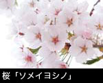 フリー写真素材 無料　桜　ソメイヨシノ 画像 アップ