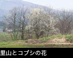 里山とコブシの花（田打ち桜） 無料 写真素材 画像 フリー素材