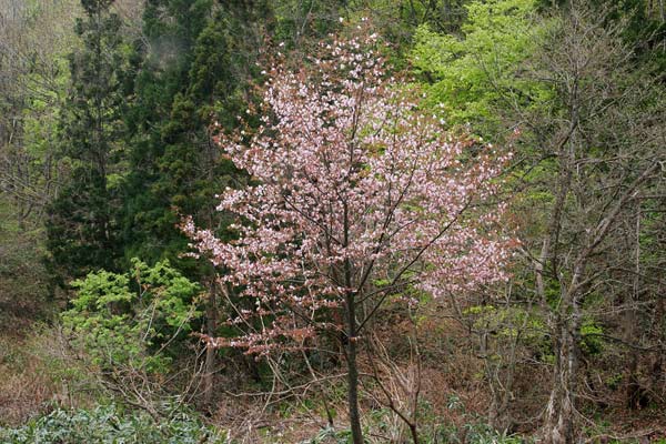 山地に咲く野生のサクラ オオヤマザクラ 無料写真素材 フリー　画像3