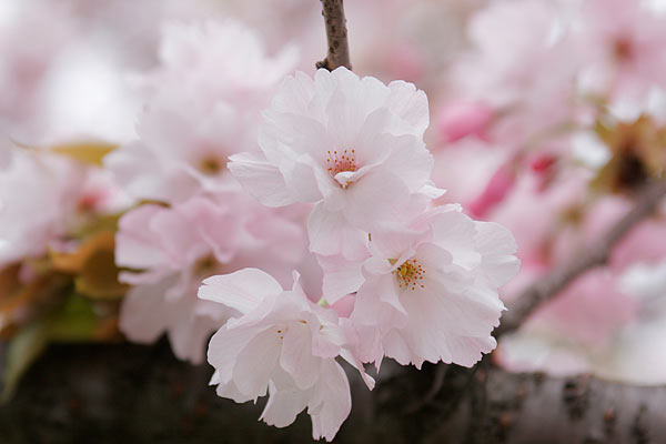 サクラ「思川桜」画像 アップ　フリー写真素材 無料