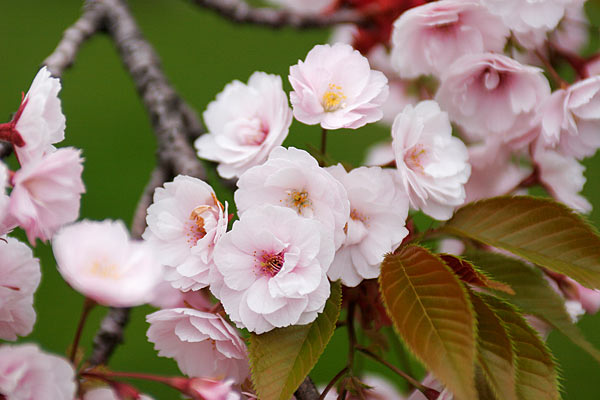 サクラ「八重紅大島」画像　無料写真素材 　八重桜