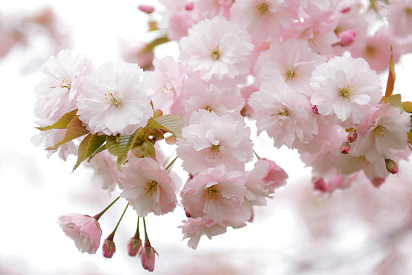 サクラの花「一葉」フリー画像　無料写真素材 　八重桜