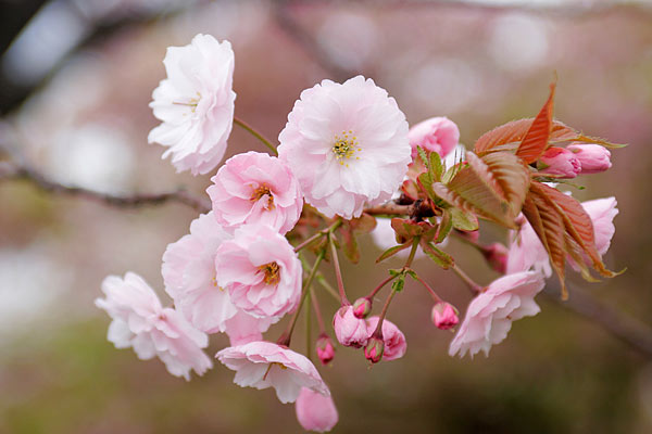 サクラの花　八重桜　画像　フリー写真素材