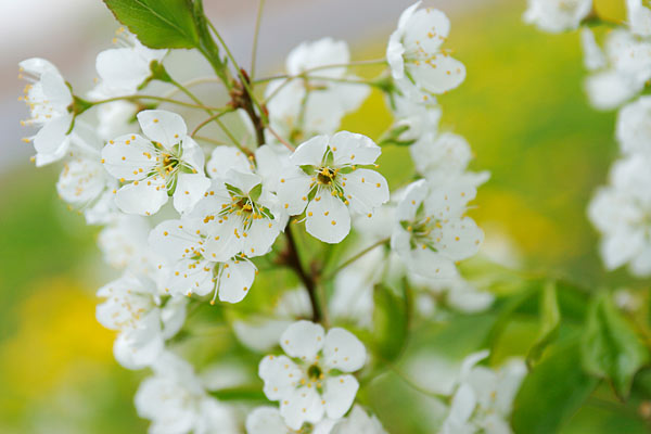 スモモの花 画像 無料写真素材 フリー 花ざかりの森