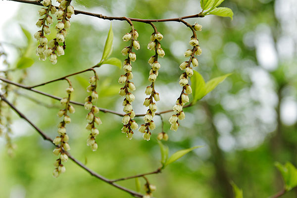 春の森林・山野に咲く花　キブシ　画像2　フリー写真素材　