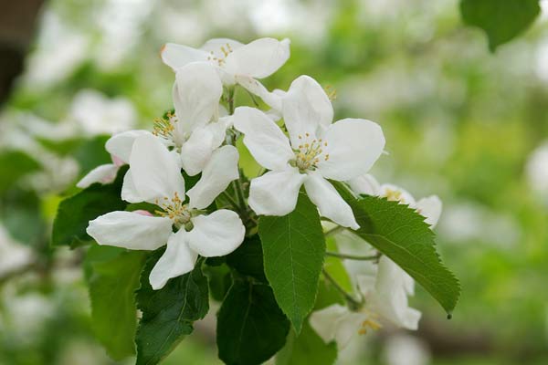 リンゴの花 画像 無料写真素材 フリー 印刷広告デザイン素材 花ざかりの森