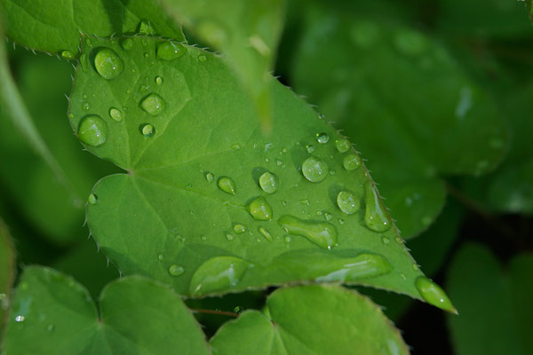 イカリソウの若葉と水滴 画像　無料写真素材 フリー
