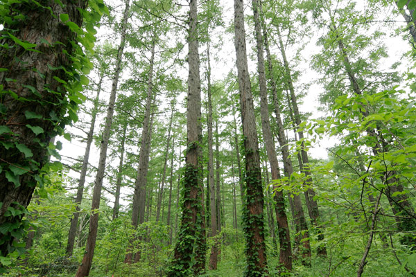 新緑のカラマツ林(落葉松）画像　無料写真素材 フリー