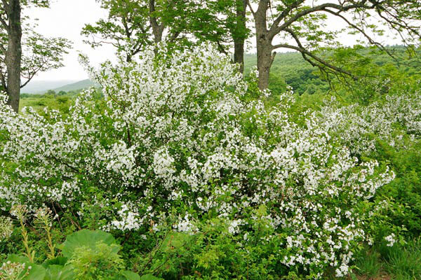 ズミの木 花 山野 初夏 白い2〜3センチの花が沢山咲く 無料写真素材 画像1「花ざかりの森」