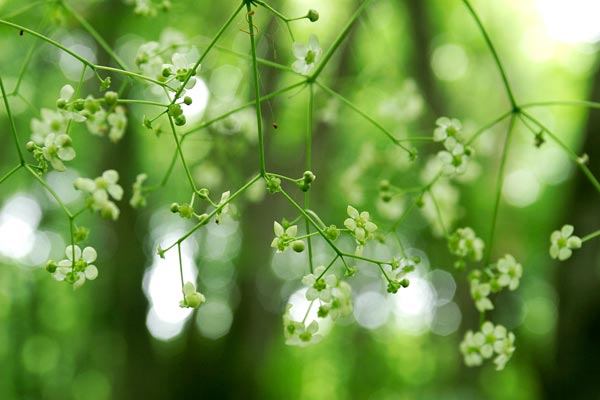 ツリバナ 森林 山地 木の花　5月6月つり下がる薄緑の花　無料写真素材　画像4