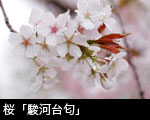桜「駿河台匂」