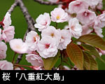 桜「八重紅大島」