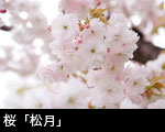 桜「松月」