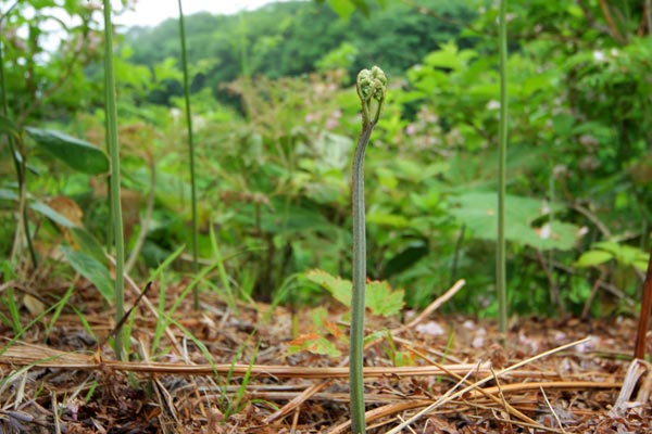 ワラビ　山菜　画像　芽吹きの森　無料写真素材 フリー