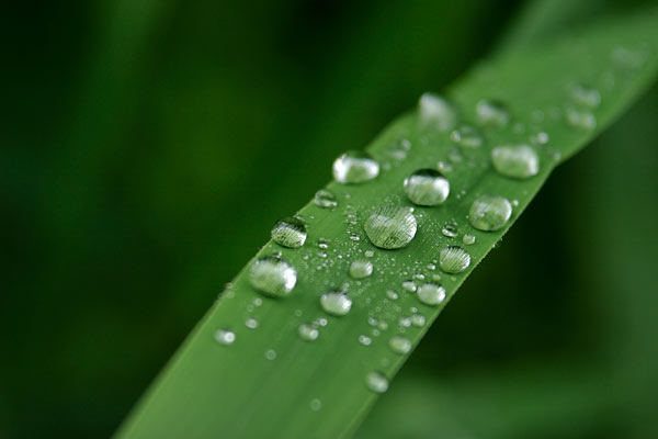 緑の葉と水滴 水玉 クローズアップ画像2　フリー写真素材 