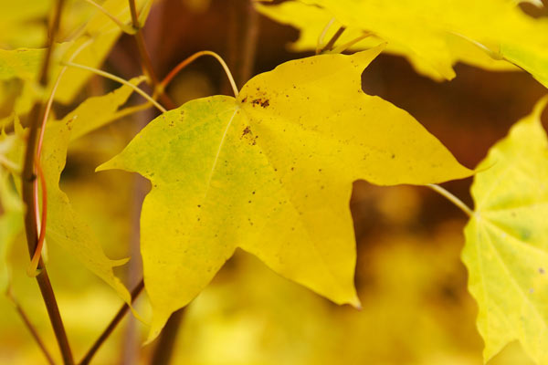 秋 黄葉したイタヤカエデの葉 アップ画像 無料写真素材フリー 花ざかりの森