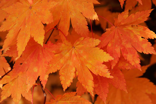 秋 紅葉したハウチワカエデ 葉 アップ画像 無料写真素材フリー