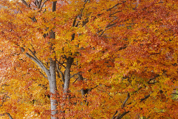 秋 金茶色に黄葉が進んだブナの木 画像 無料写真素材フリー